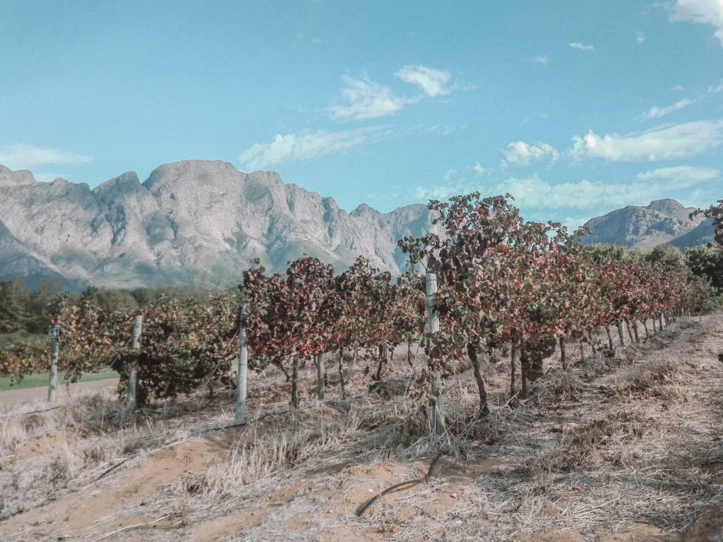 Wine Tasting in Stellenbosch - Kathi Daniela