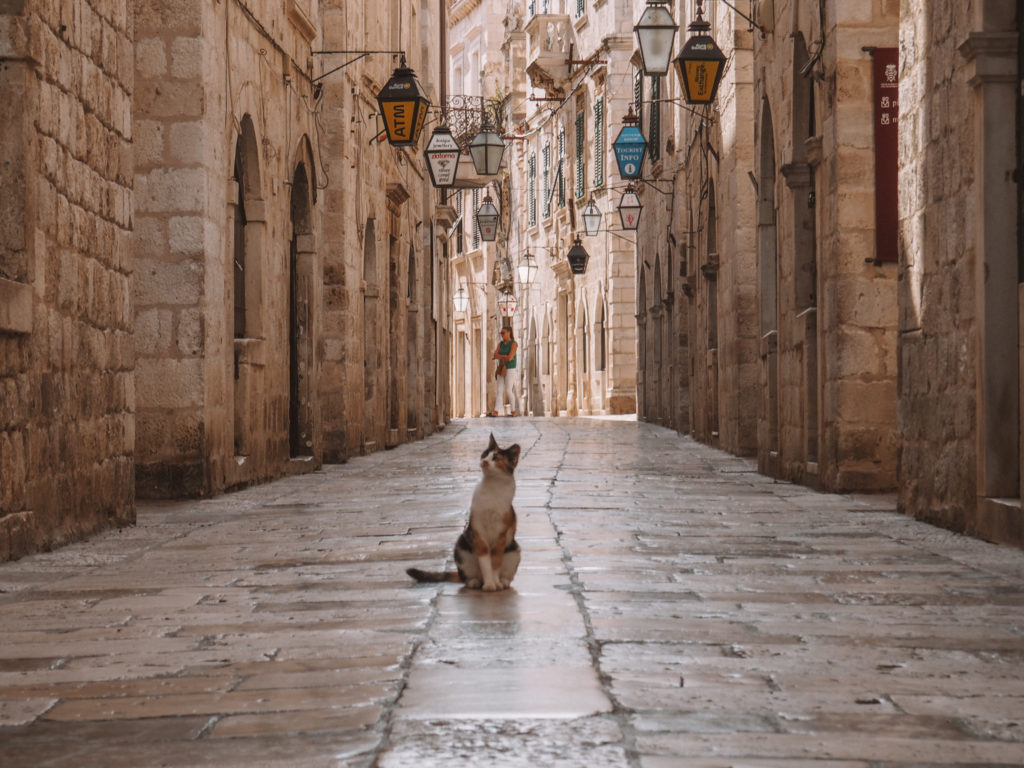 Katze in Dubrovnik
